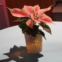 Even_Entreprise_NOEL226